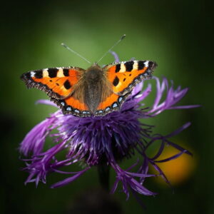 Schmetterling Kleiner Fuchs auf einer lila Flockenblume